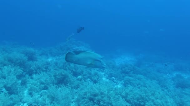 Tropikal mercan resif sualtı deniz manzara. — Stok video