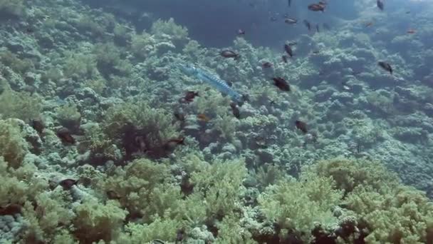 熱帯のサンゴ礁の海の水中風景. — ストック動画