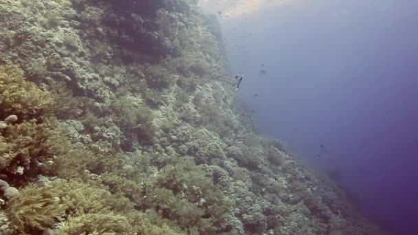 熱帯のサンゴ礁の海の水中風景. — ストック動画