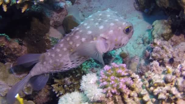 Gorgoniska på bakgrund av skolan för röd fisk i koraller under vattnet i havet. — Stockvideo