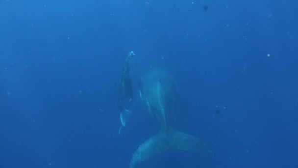 Кит з коров "ячим китом під водою в Тихому океані.. — стокове відео
