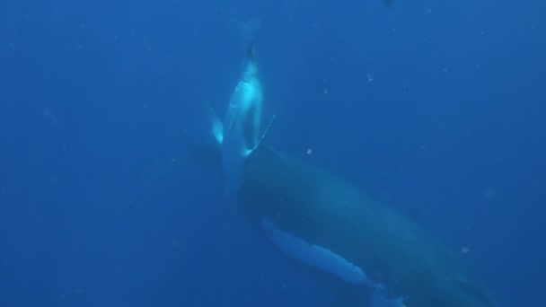 太平洋の水中で母親の下に隠れている若いザトウクジラの子牛. — ストック動画