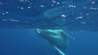 Pasifik Okyanusu 'nda su altında yakın plan balina..