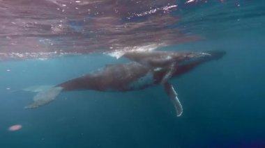 Pasifik Okyanusu 'nun su yüzeyinde kambur balina..