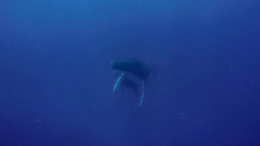 Pasifik Okyanusu 'nda su altında yakın plan balina..