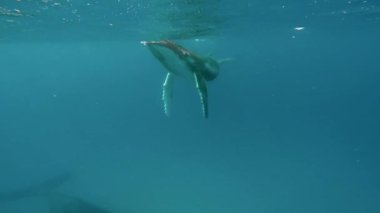 Pasifik Okyanusu 'nda su altında yakın plan balina..