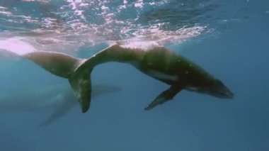 Yeni doğan kambur balina yavrusu Pasifik Okyanusu 'nda annesinin yanında suyun altında yüzer..