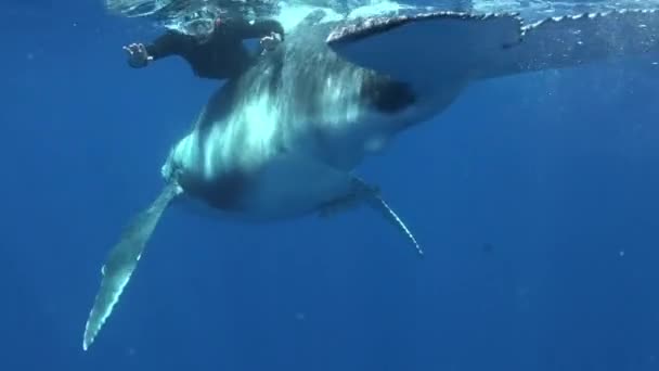 Diver παίζει με μοσχάρι humpback υποβρύχια στον Ειρηνικό Ωκεανό. — Αρχείο Βίντεο