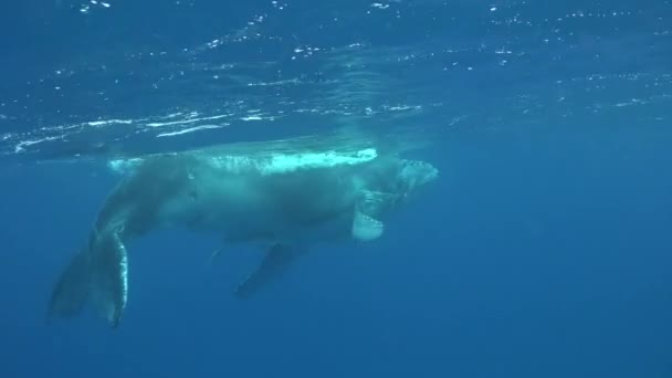 Humpback whale underwater near water surface in Pacific Ocean. — Stock Video