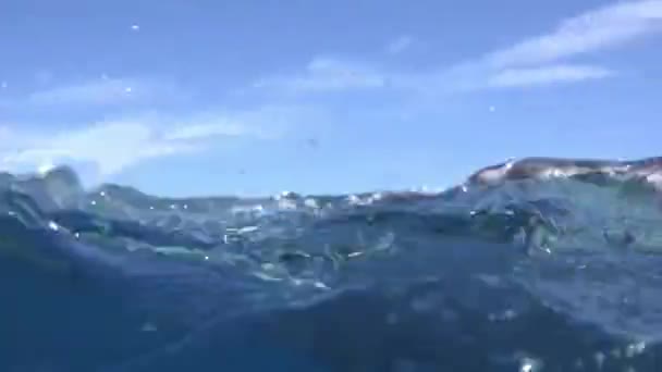 Bultrug walvis zwaait met zijn vin en toont zijn neus boven het wateroppervlak in de oceaan. — Stockvideo