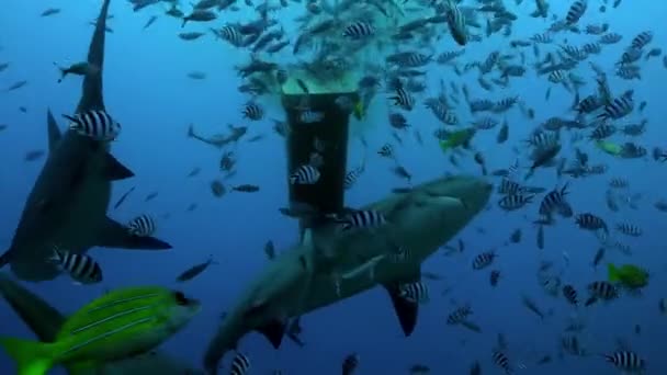 Paczka rekinów w szkole ryb podwodnych oceanu Tonga. — Wideo stockowe