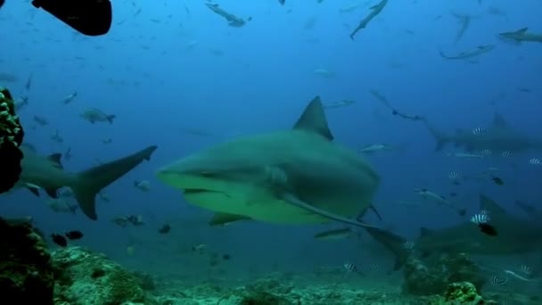 Γκρίζος καρχαρίας ταύρος και ψάρια κάτω από τον ωκεανό της Τόνγκα. — Αρχείο Βίντεο