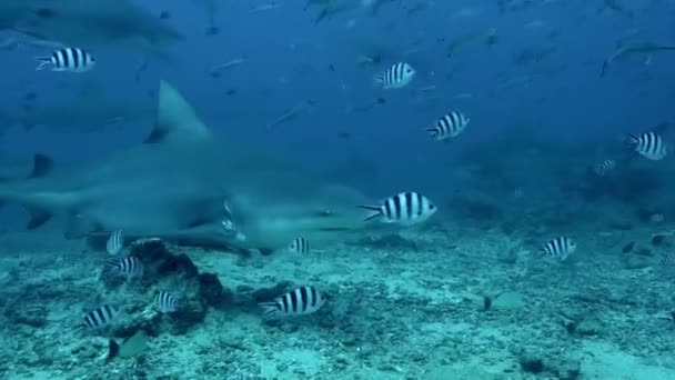 Krmení žraloků Carcharhinus leucas v podmořské divočině Tichého oceánu. — Stock video