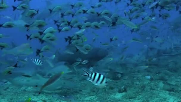 Gray bull haai eet uit handen van de mens onderwater oceaan van Tonga. — Stockvideo