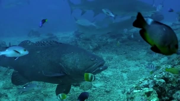 Grijze stier haai bij de mens onderwater oceaan van Tonga. — Stockvideo