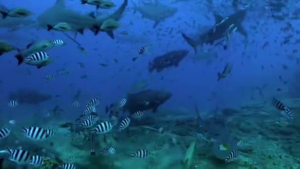 Žralok bělavý a ryby pod hladinou oceánu Tonga. — Stock video