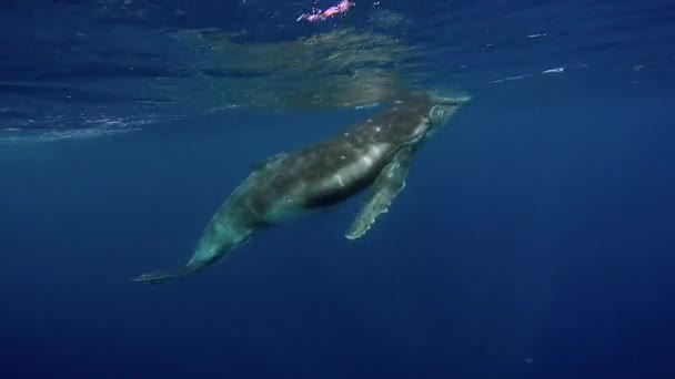 Ballena jorobada bajo el agua cerca de la superficie del océano Pacífico. — Vídeos de Stock