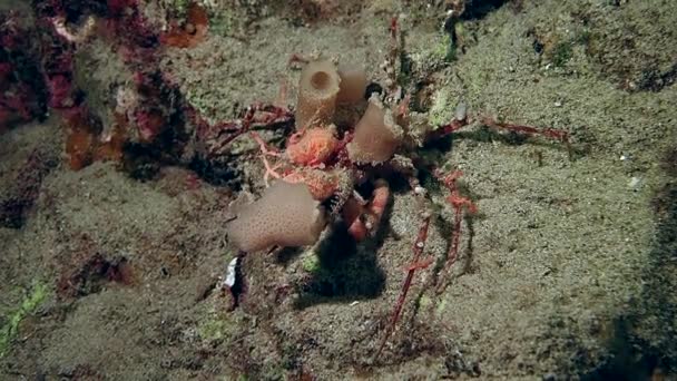 A bright red convex reef crab slowly moving across rock. — Stock Video