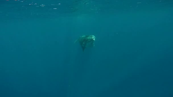 Ballena de cerca bajo el agua en el Océano Pacífico. — Vídeo de stock