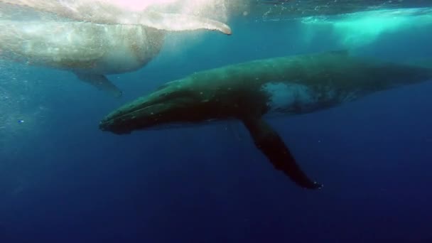 Крупный план подводного кита в Тихом океане. — стоковое видео