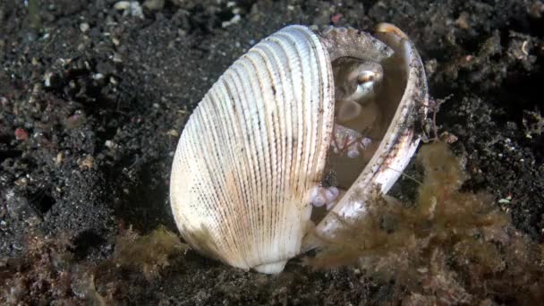 Pulpo de coco Pulpo venoso escondido en una cáscara vacía Estrecho de Lembeh Indonesia — Vídeos de Stock