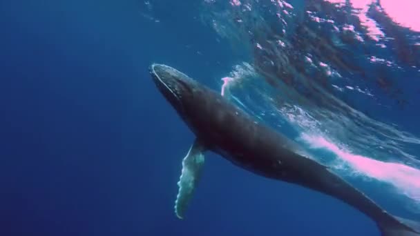 Familjeidyll av valar under vatten i Stilla havet. — Stockvideo