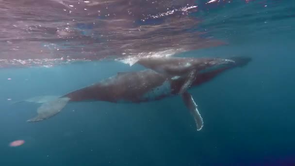 Humpback φάλαινα κάτω από το νερό κοντά στην επιφάνεια του Ειρηνικού Ωκεανού. — Αρχείο Βίντεο