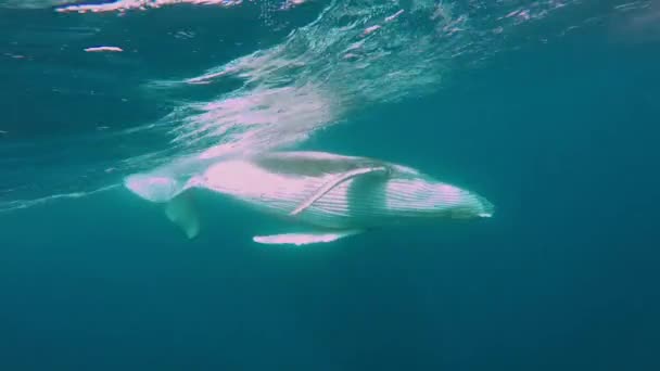 Close-up paus bawah laut di Samudera Pasifik. — Stok Video