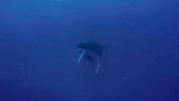 Close-up whale underwater in Pacific Ocean. — Stock Video