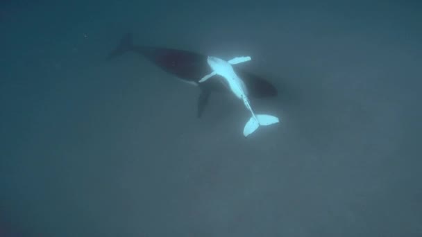 Novorozené velrybí mládě plave vedle matky pod vodou v Tichém oceánu. — Stock video