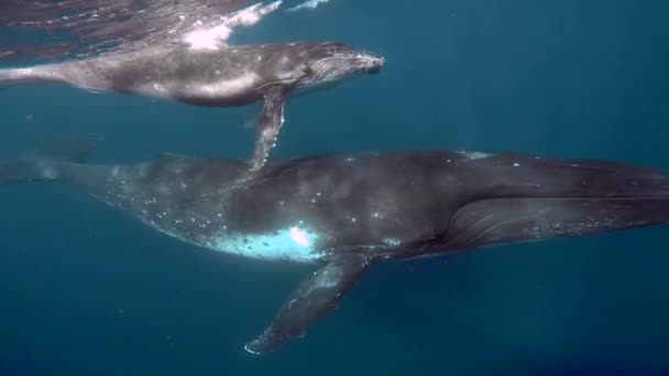 Cachorro de ballena jorobada recién nacido nada junto a mamá bajo el agua en el Océano Pacífico. — Vídeo de stock