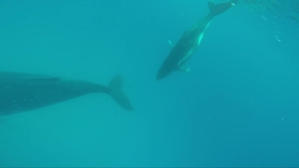 Noworodek humbak wieloryb pływa obok mamy pod wodą w Oceanie Spokojnym. — Wideo stockowe