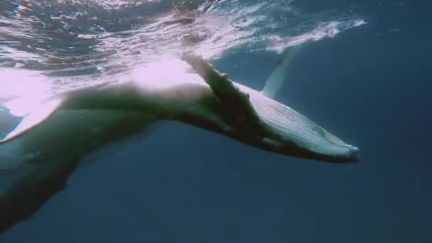 Pasgeboren bultrug walvis welp zwemt naast moeder onderwater in Stille Oceaan. — Stockvideo