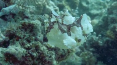 Sarı bir kurbağa balığı ya da fener balığı suyun altında yüzüyor.