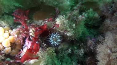 Taşları, sakinleri ve bitki alt.