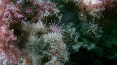 Taşları, sakinleri ve bitki alt.