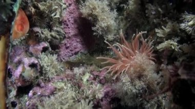 Taşları, sakinleri ve bitki alt.