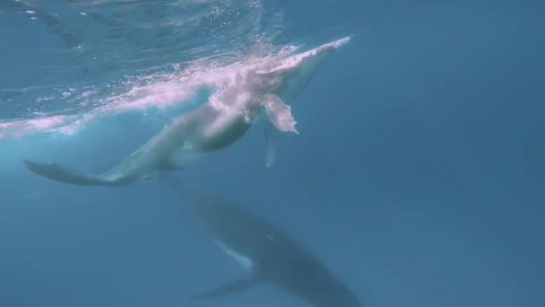 Familie idylle van walvissen onder water van de Stille Oceaan. — Stockvideo