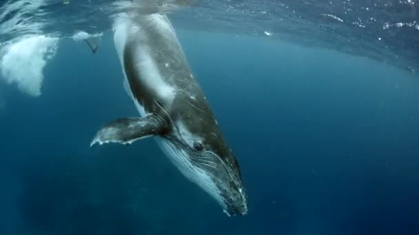 Close-up paus bawah laut di Samudera Pasifik. — Stok Video