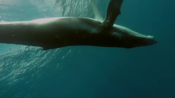 Cachorro de ballena jorobada recién nacido nada junto a mamá bajo el agua en el Océano Pacífico. — Vídeo de stock