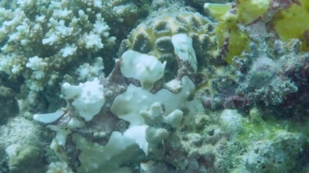 Een gele kikkervis of zeeduivel drijft onder water — Stockvideo