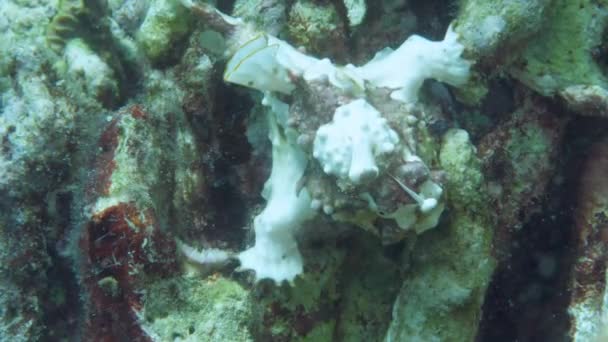 Une grenouille jaune ou baudroie flotte sous l'eau — Video