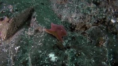 Antarktika Okyanusu sualtı manzarası.