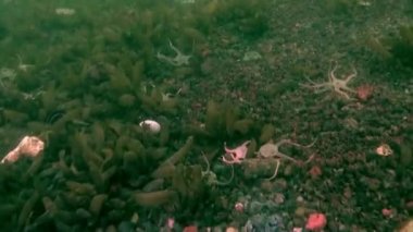 Antarktika Okyanusu sualtı manzarası.