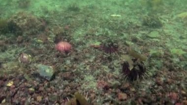 Antarktika Okyanusu sualtı manzarası.