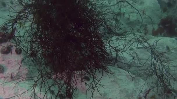 Pemandangan laut bawah laut Antartika. — Stok Video