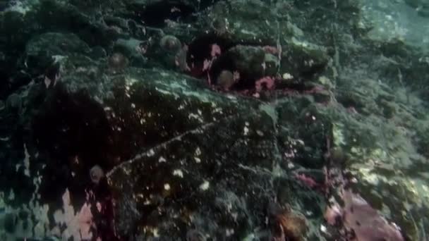 Υποβρύχια θαλάσσιο τοπίο της Ανταρκτικής Ωκεανού. — Αρχείο Βίντεο
