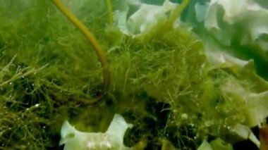 Kuzey Buz Denizi 'nin sualtı manzarası.