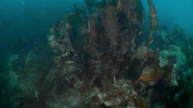 Kuzey Buz Denizi 'nin sualtı manzarası.