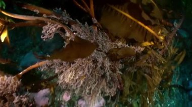 Kuzey Buz Denizi 'nin sualtı manzarası.